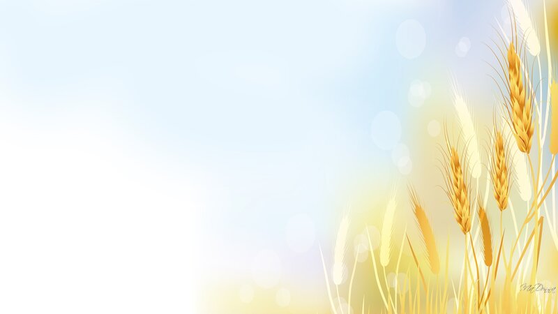Wheat Stalks in Field — Yellow, Serene, Afternoon