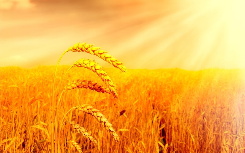 Wheat Stalks in Field — Yellow, Serene, Sunset, Photograph, Sky