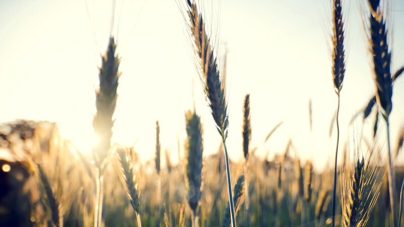 Wheat Stalks in Field — Yellow, Serene, Sunset, Photograph, Sunlight, Sky