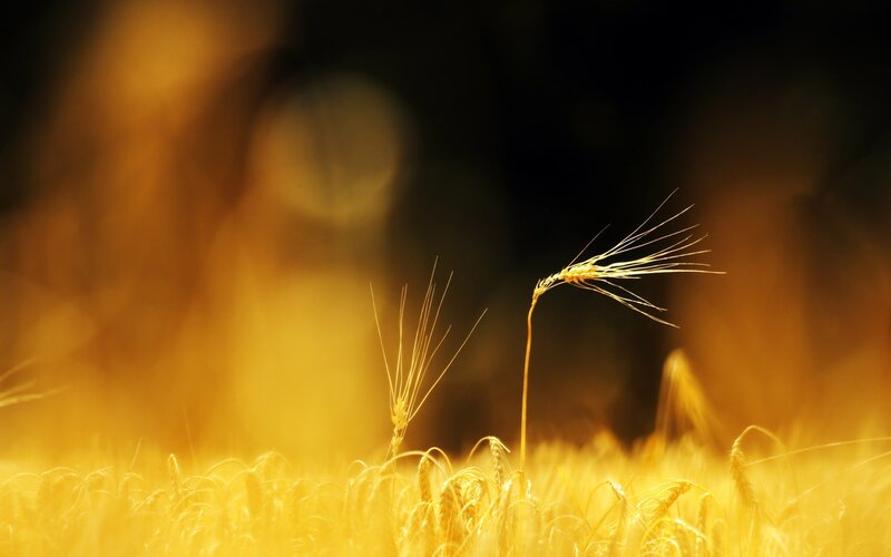 Wheat Stalks in Field — Yellow, Serene, Sunset