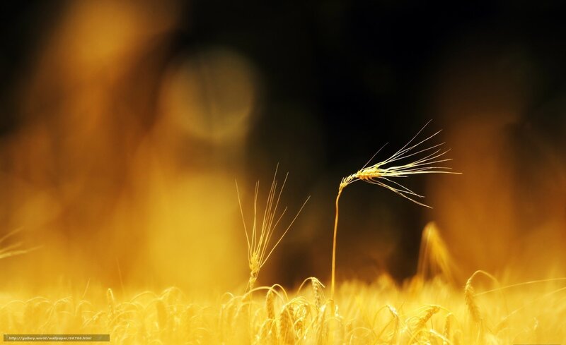 Wheat Stalks in Field — Yellow, Serene