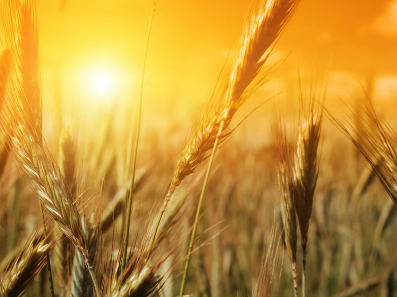 Wheat Stalks in Field — Yellow