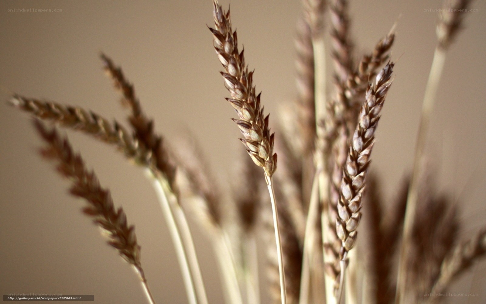 Wheat stalks in focus