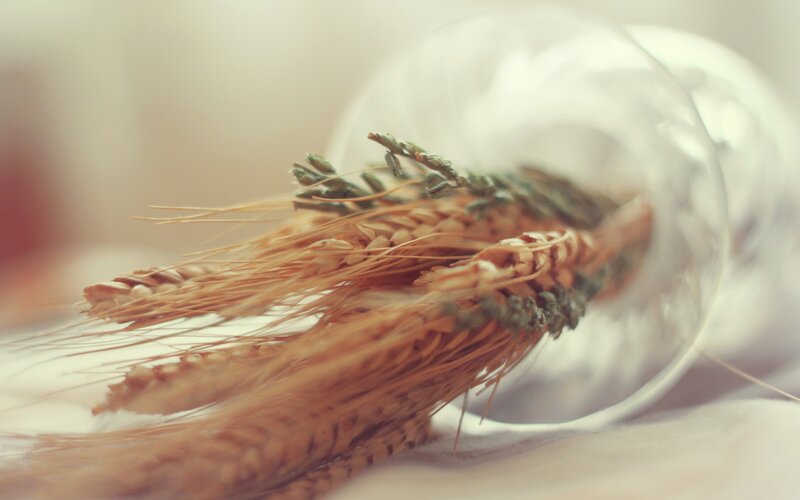 Wheat Stalks in Glass