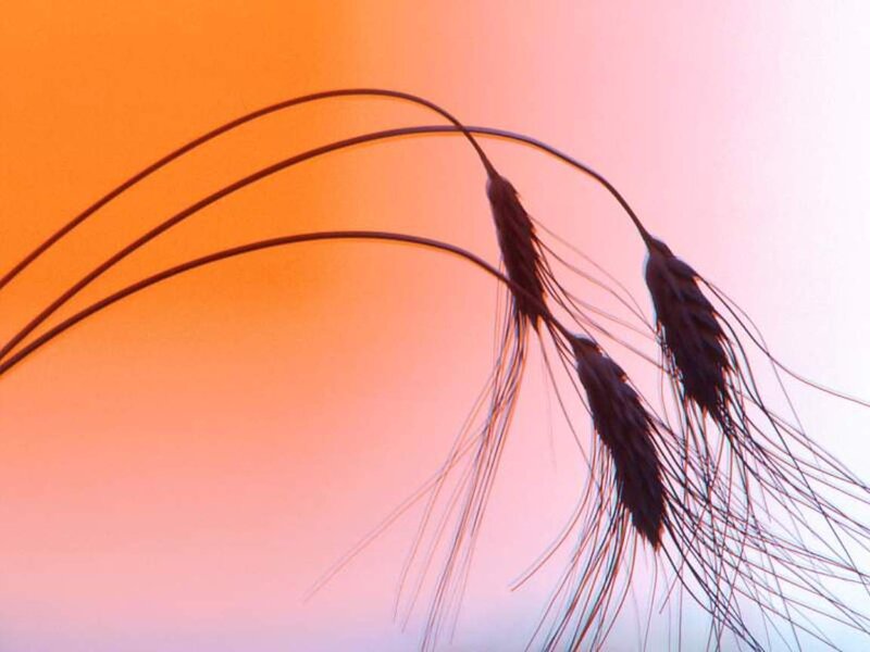 Wheat Stalks in Silhouette