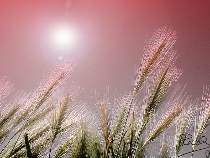 Wheat Stalks in Sunlight