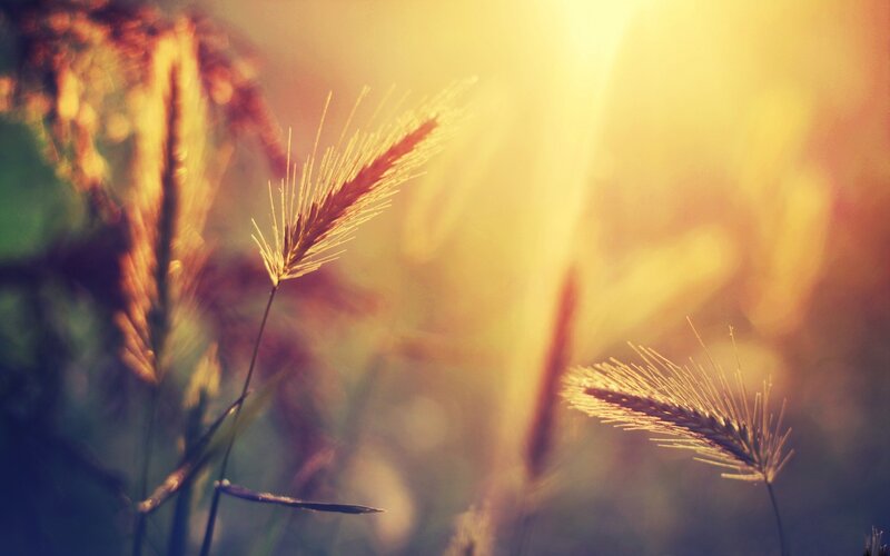 Wheat Stalks in Sunlight — Yellow, Serene, Sunset