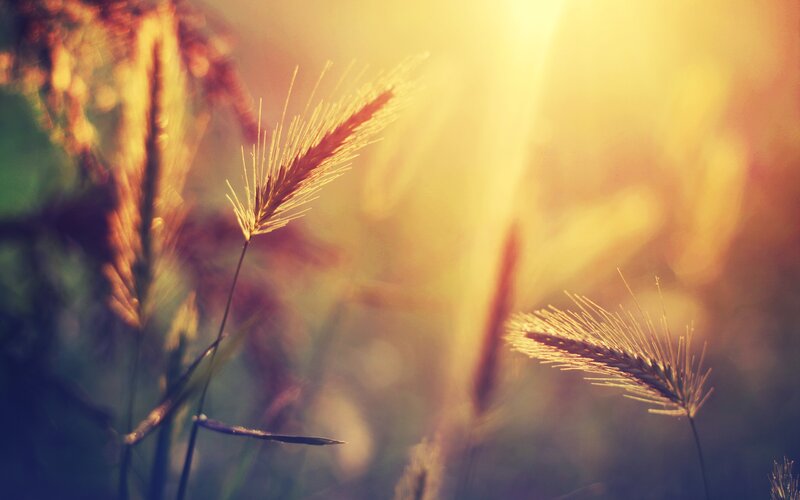 Wheat Stalks in Sunlight — Yellow, Serene