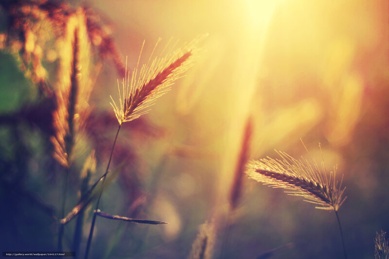 Wheat Stalks in Sunlight — Yellow
