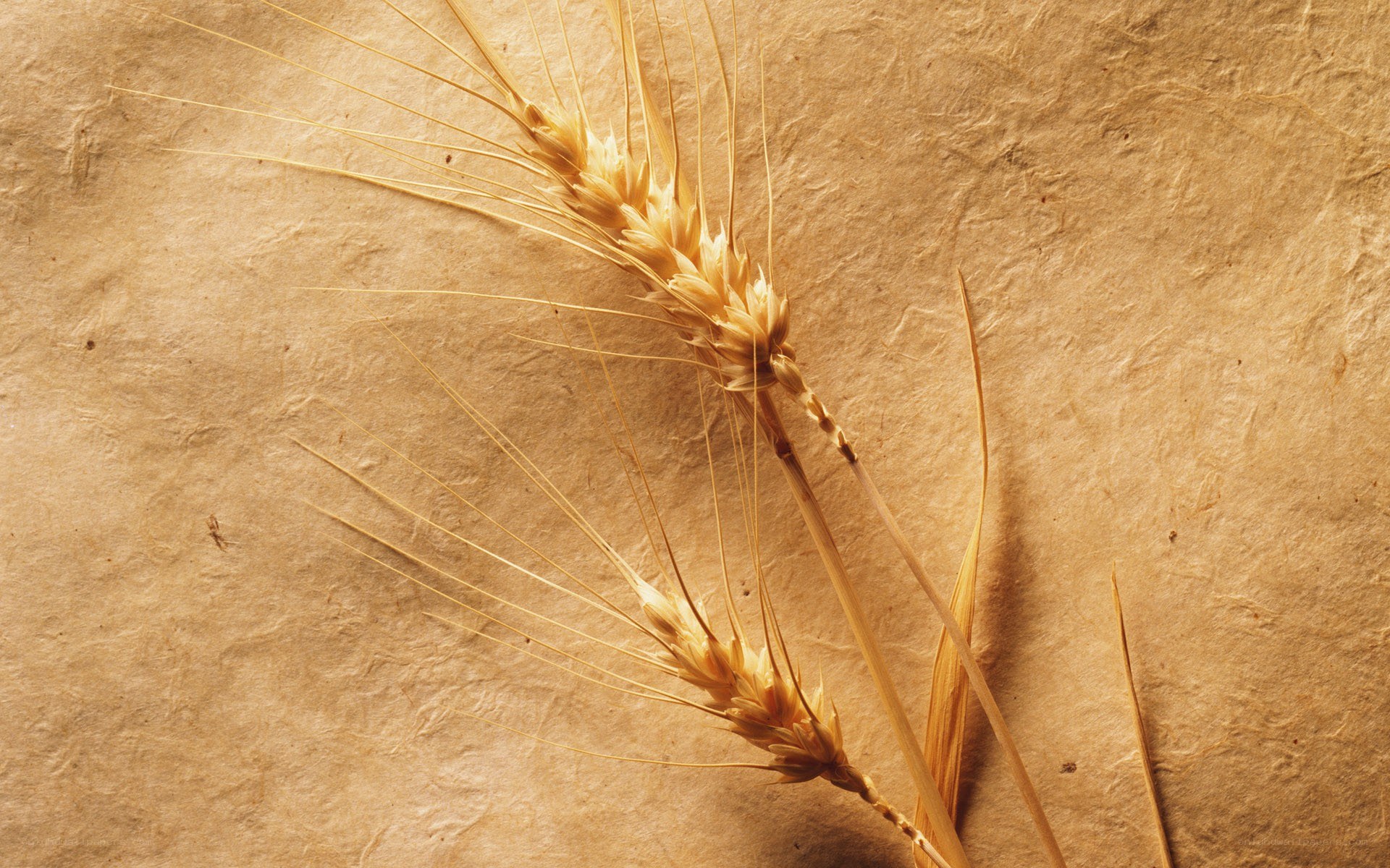 Wheat stalks on textured paper