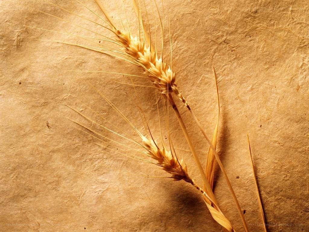 Wheat stalks on textured paper