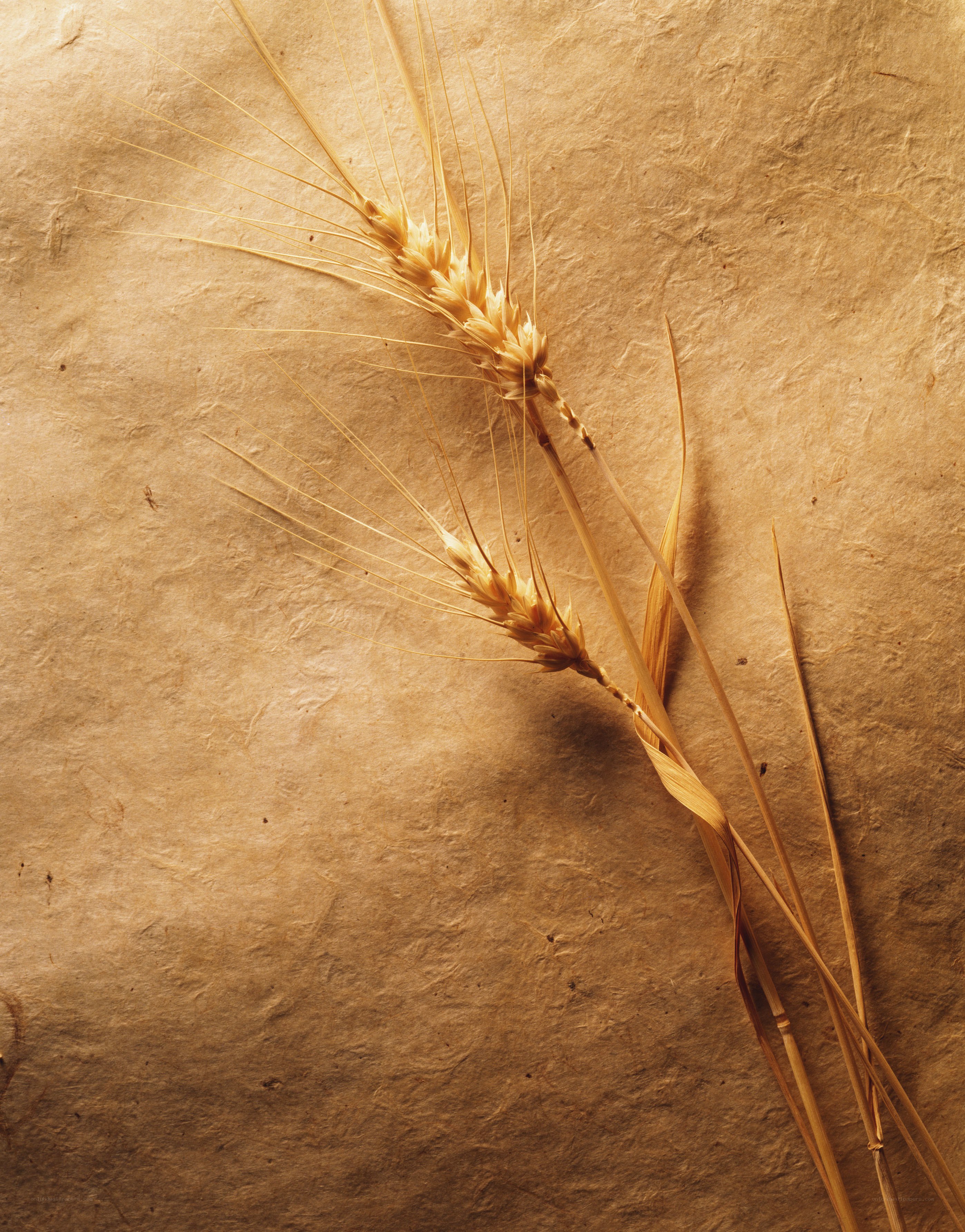 Wheat stalks on textured paper