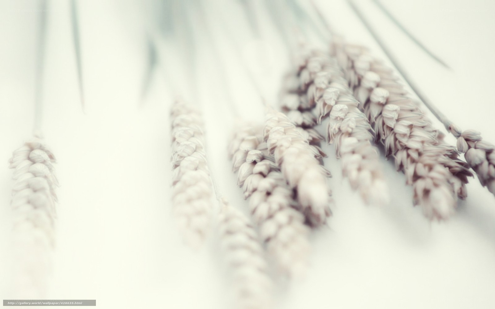 wheat stalks on white
