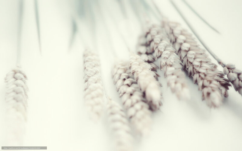 Wheat Stalks on White — Serene