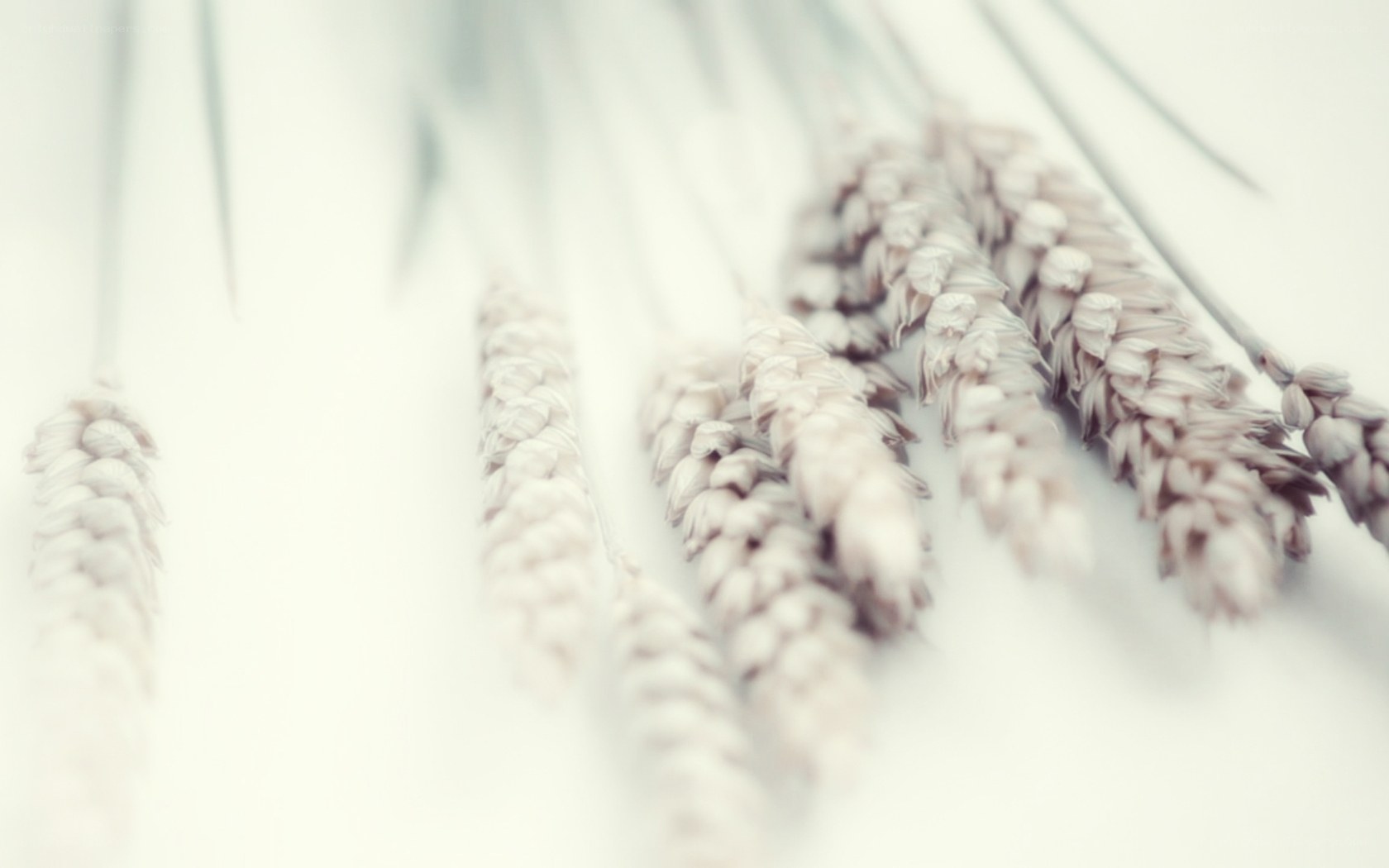 wheat stalks on white