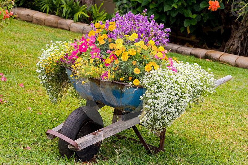 Wheelbarrow with Flowers