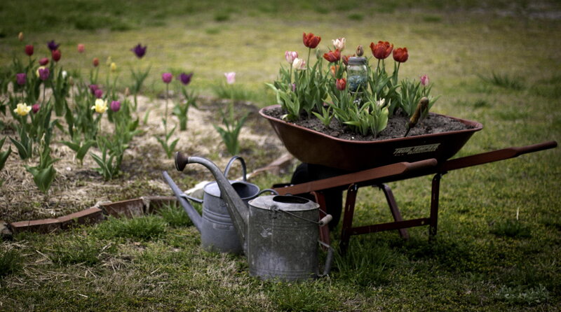 Wheelbarrow with Tulips