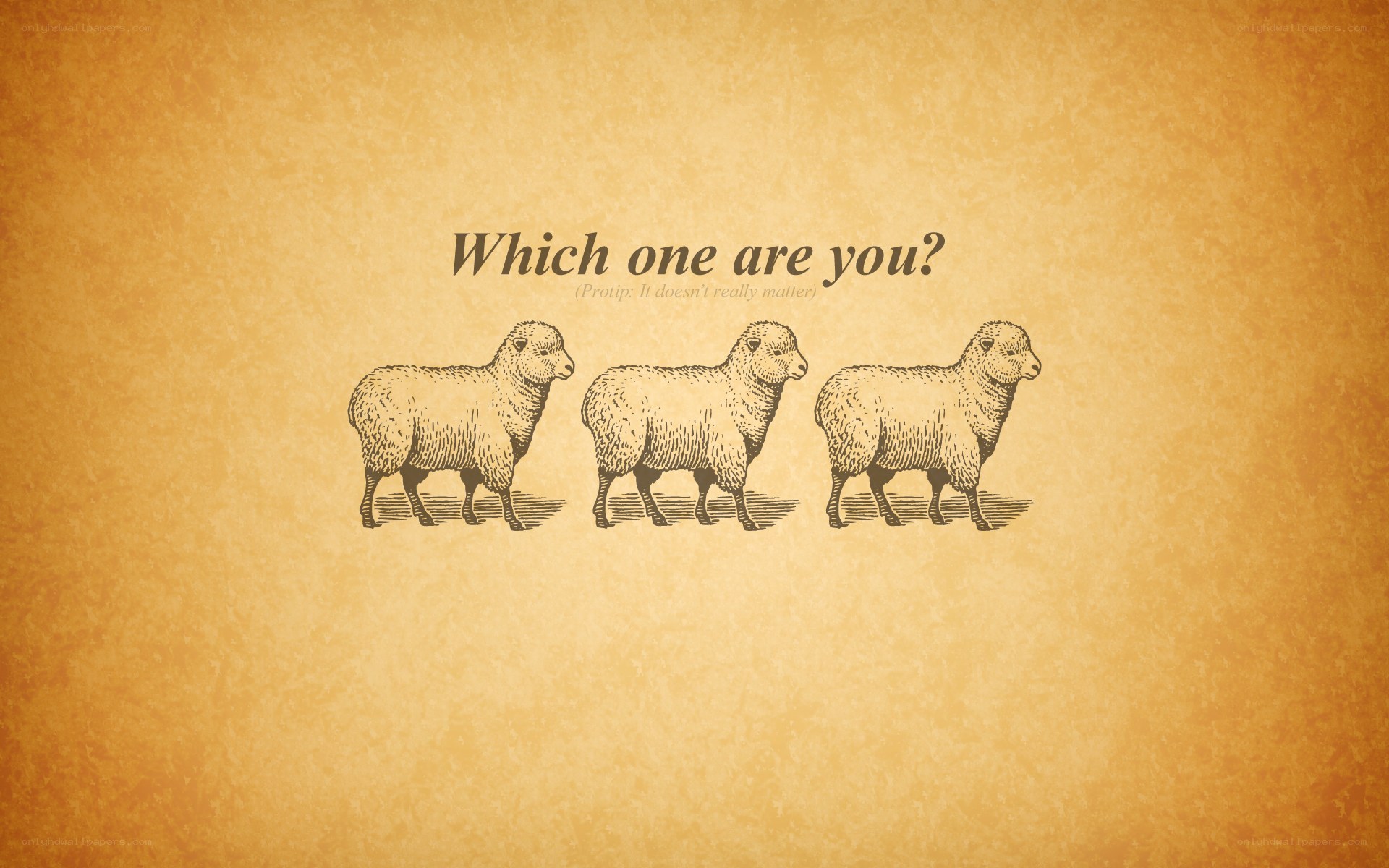Which sheep are you?