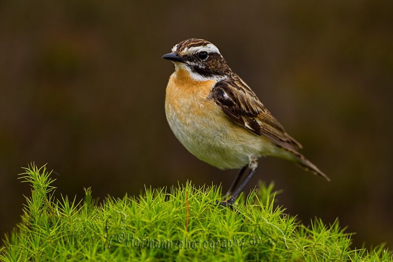 Whinchat Bird on Moss