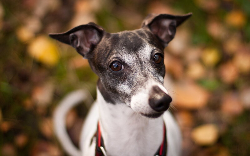 Whippet Dog in Autumn