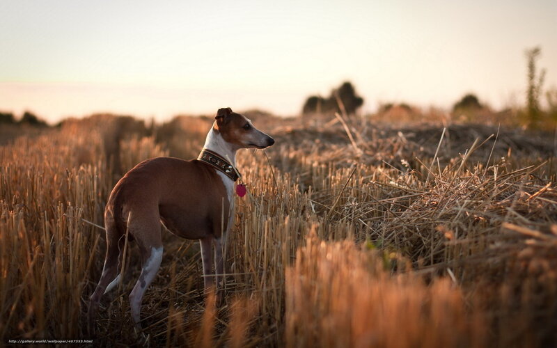 Whippet Dog in Field — Brown