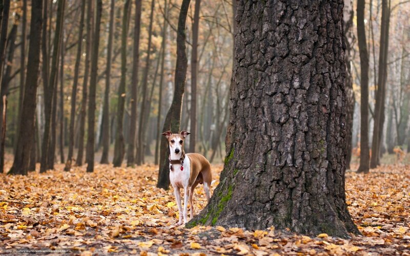 Whippet Dog in Forest — Brown