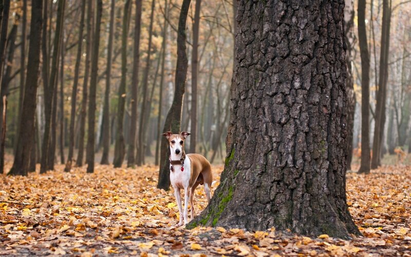 Whippet Dog in Forest