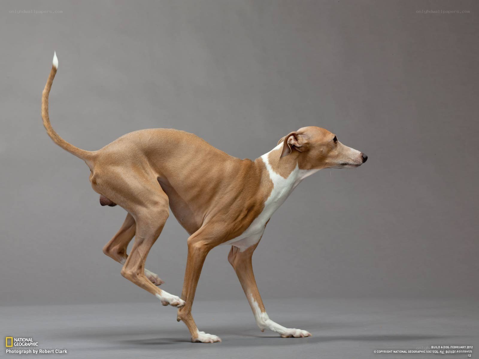 whippet dog in motion