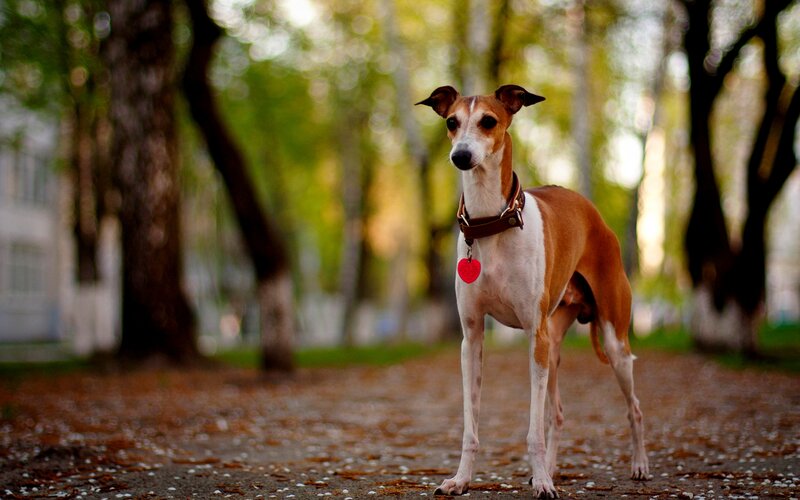 Whippet Dog in Park — Brown