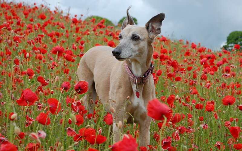 Whippet Dog in Poppy Field