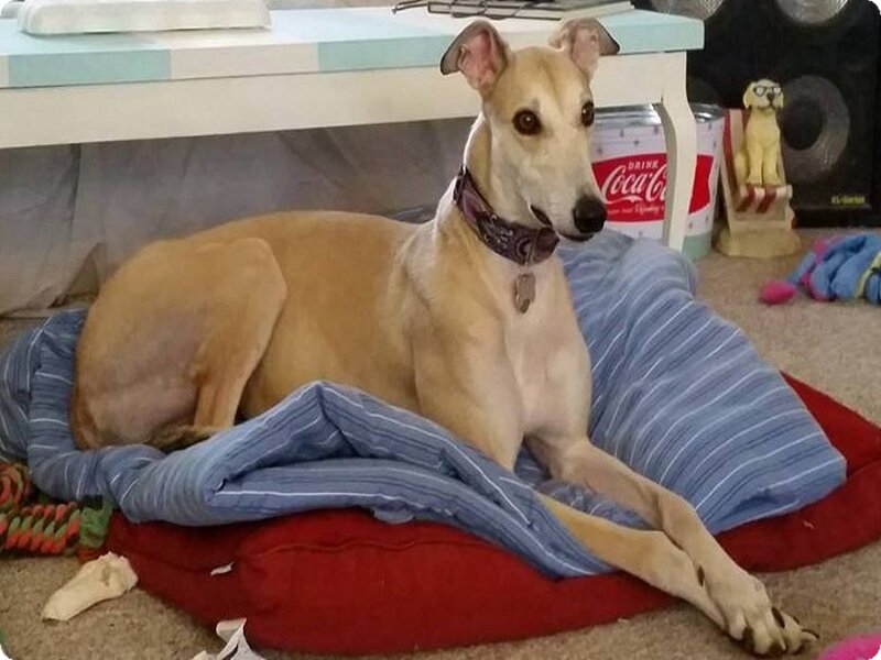 Whippet Dog on Bed