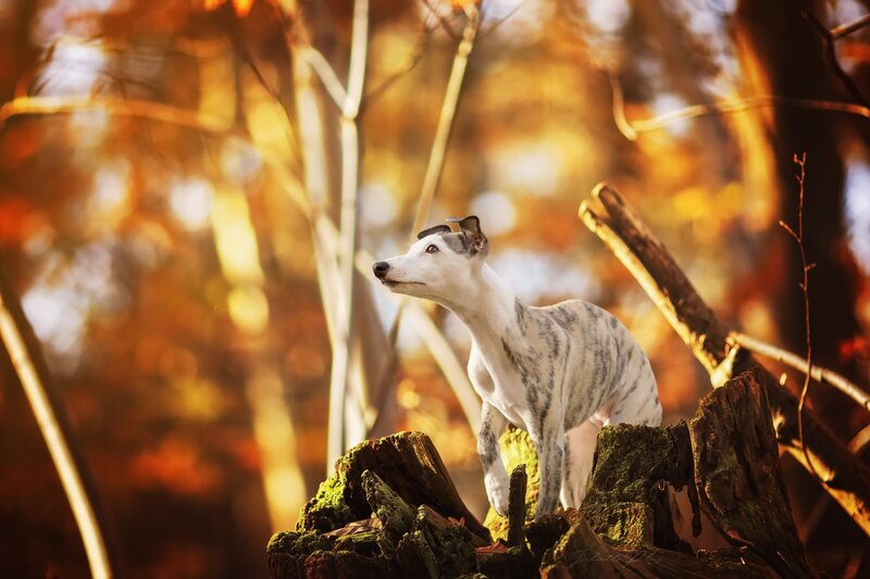 Whippet Dog on Stump