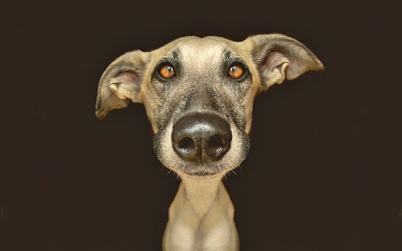 Whippet Dog Portrait — Brown