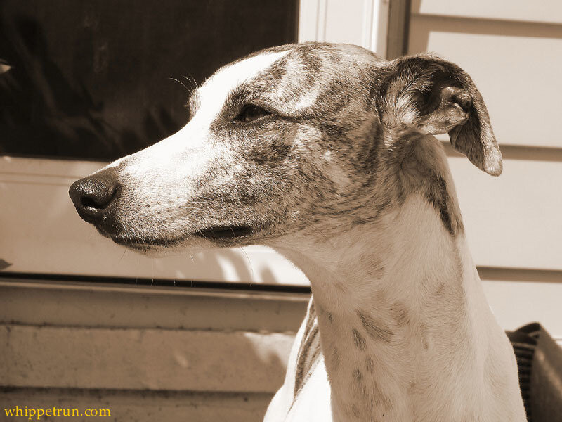 whippet dog portrait
