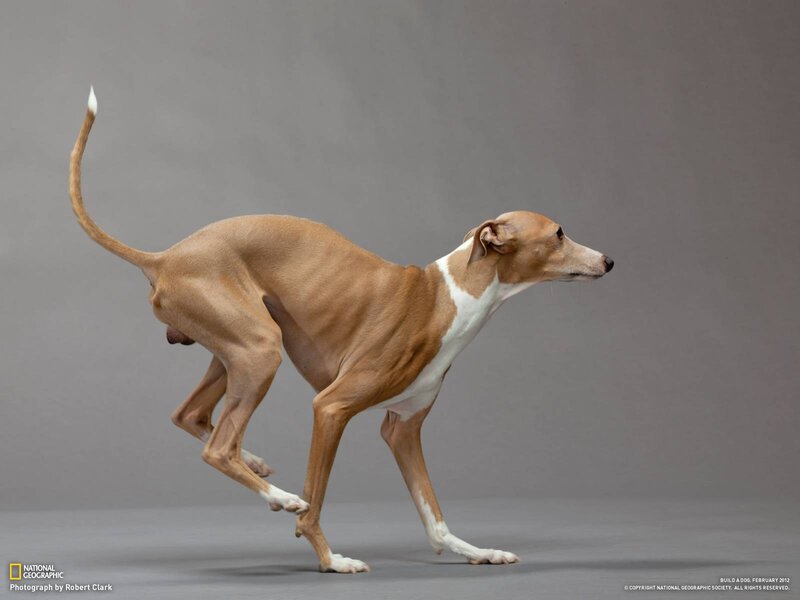 Whippet Dog Running