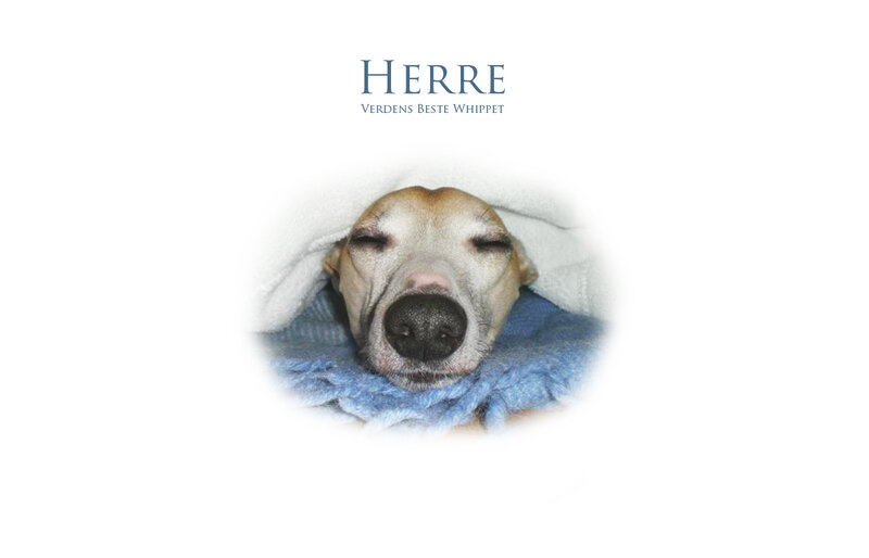 Whippet Dog Sleeping