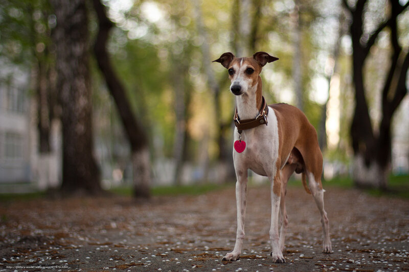 Whippet Dog Standing