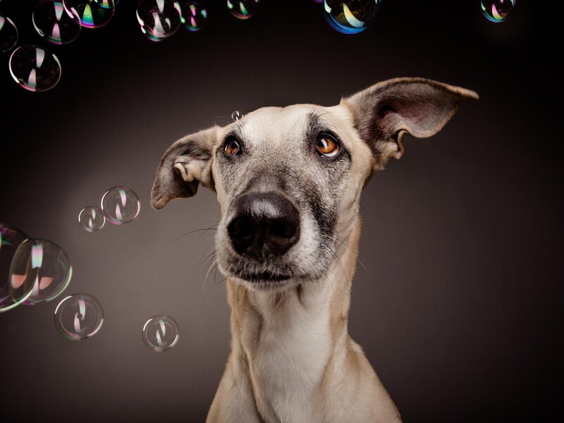 Whippet Dog with Bubbles
