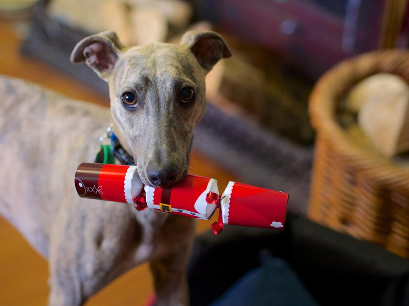 Whippet Dog with Cracker