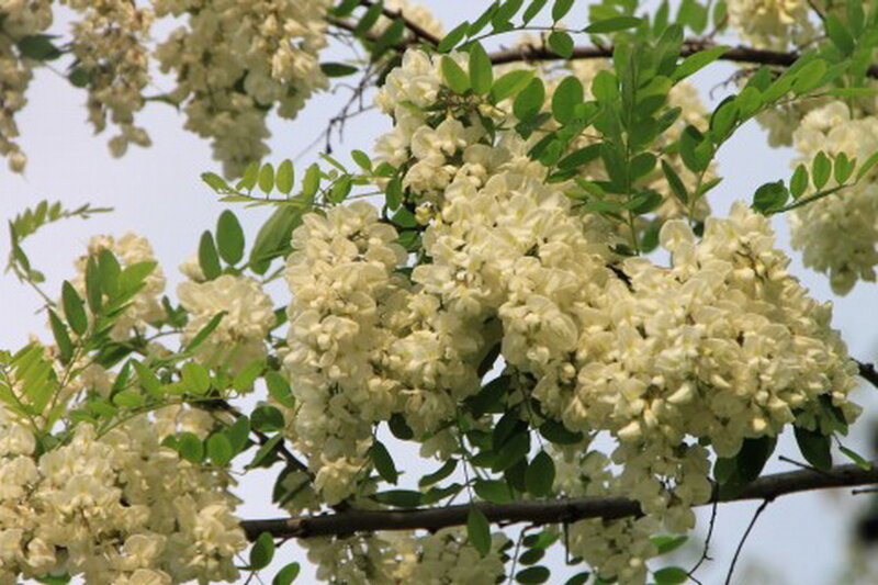 White Acacia Blossoms