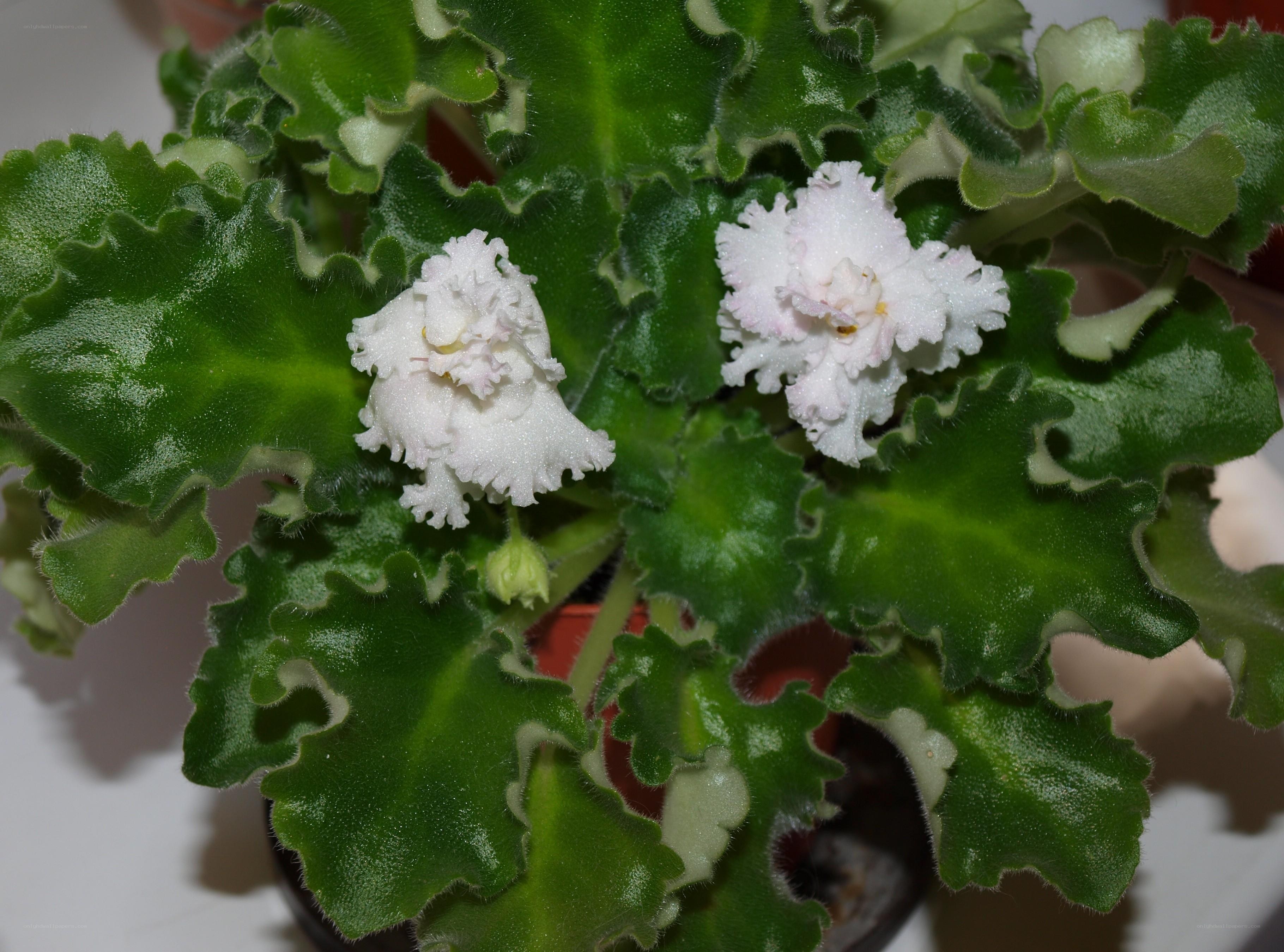 white African violet flowers