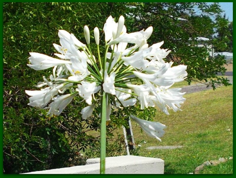 White Agapanthus Flower