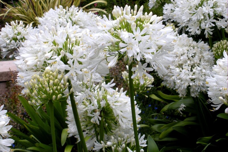 White agapanthus flowers in bloom