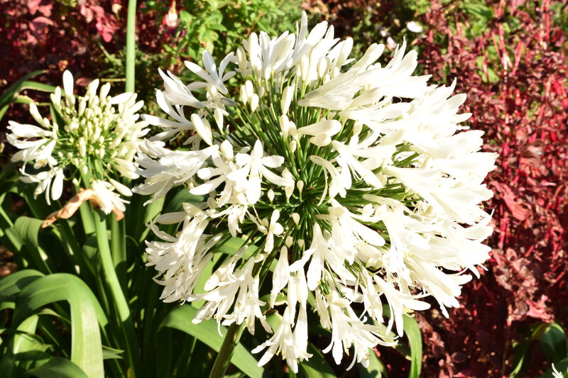 White Agapanthus Flowers — Serene, Afternoon