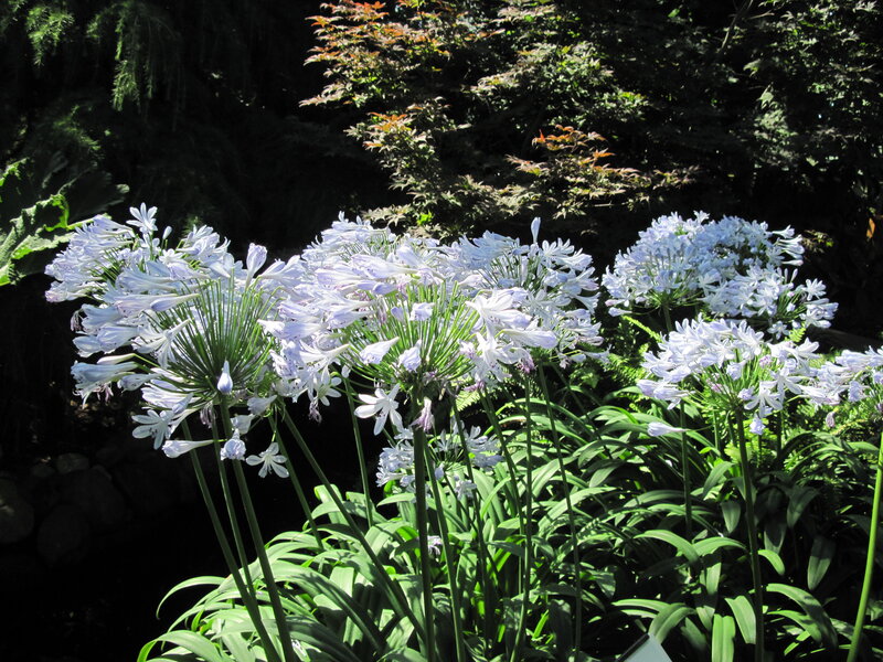 White Agapanthus Flowers — Serene