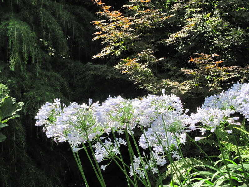 White Agapanthus Flowers