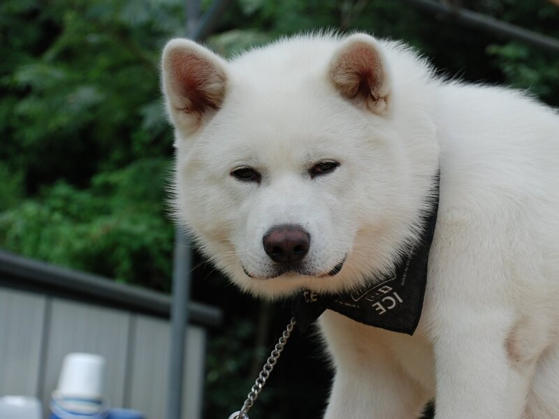 White Akita Dog — Calm