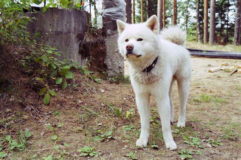 White Akita Dog