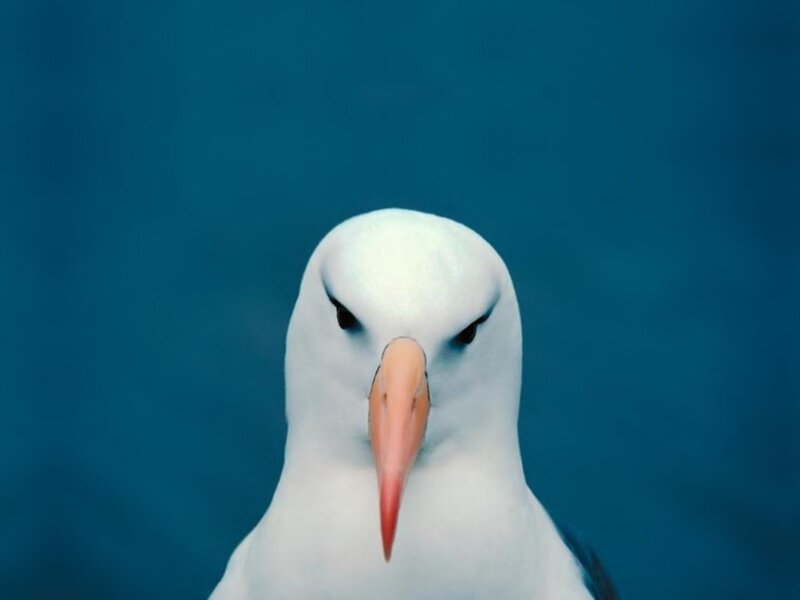 White Albatross Bird
