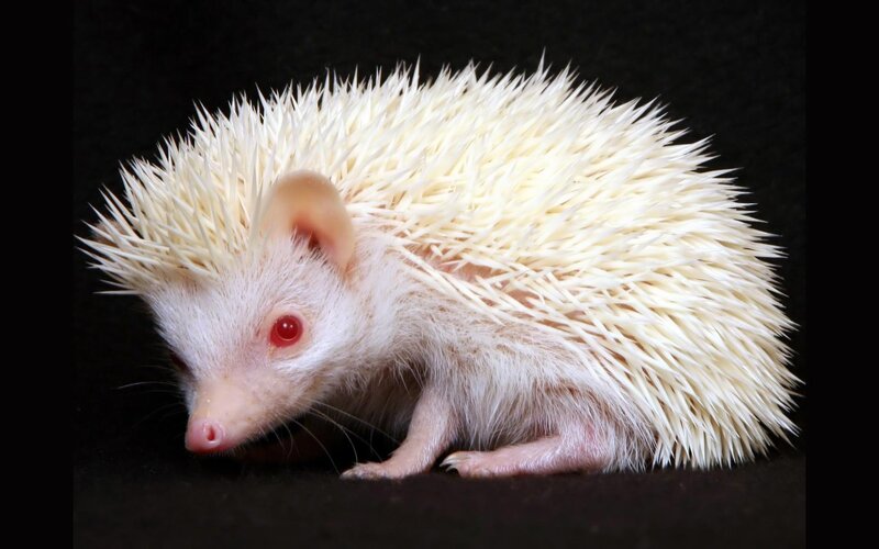 White Albino Hedgehog